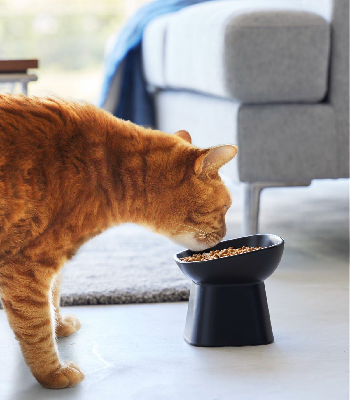 Tilted Pet Food Bowl